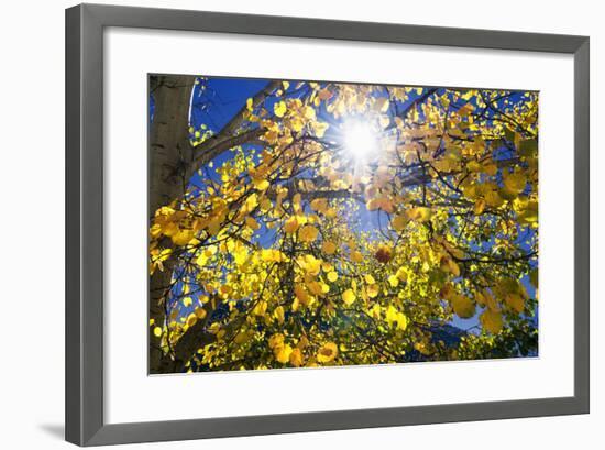 Sun Through Autumn Leaves, Switzerland, Europe-Angelo Cavalli-Framed Photographic Print