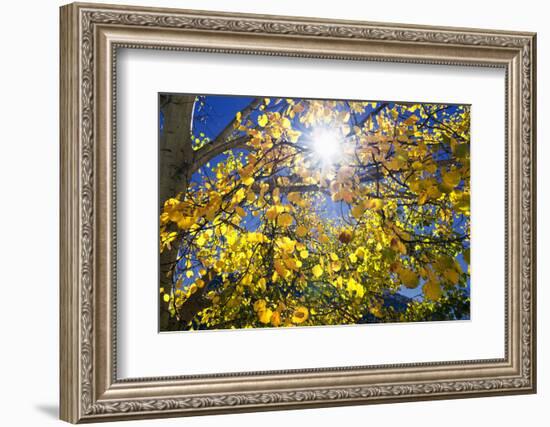 Sun Through Autumn Leaves, Switzerland, Europe-Angelo Cavalli-Framed Photographic Print