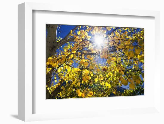 Sun Through Autumn Leaves, Switzerland, Europe-Angelo Cavalli-Framed Photographic Print