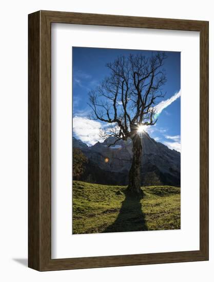 Sun Through Old, Gnarled Tree, Austria-Sheila Haddad-Framed Photographic Print