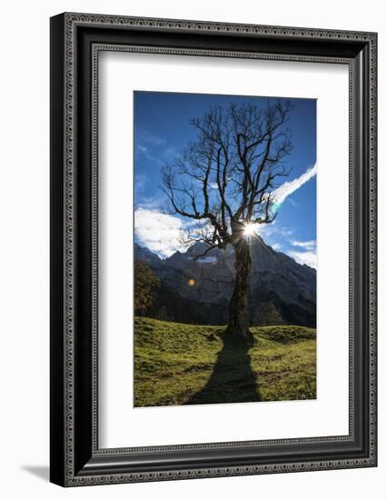 Sun Through Old, Gnarled Tree, Austria-Sheila Haddad-Framed Photographic Print