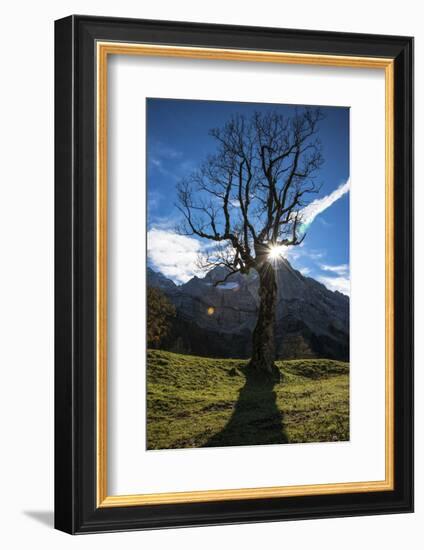 Sun Through Old, Gnarled Tree, Austria-Sheila Haddad-Framed Photographic Print