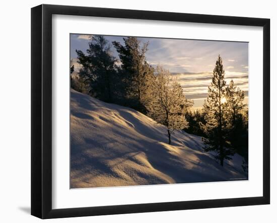 Sun Through Trees, Rondablikk, Norway, Scandinavia-David Poole-Framed Photographic Print