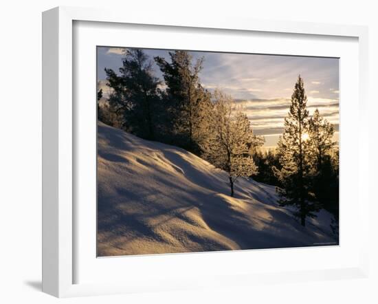 Sun Through Trees, Rondablikk, Norway, Scandinavia-David Poole-Framed Photographic Print