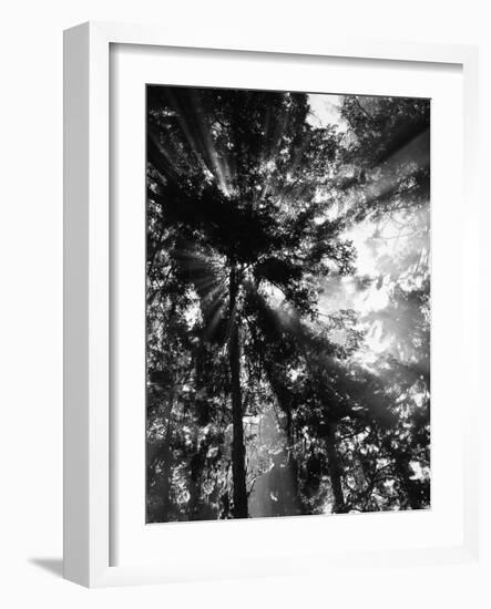 Sunbeam Passing Through Trees, Olympic National Park, Washington State, USA-Adam Jones-Framed Photographic Print