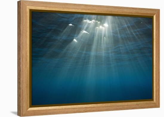 Sunbeams Filtering through the Ocean Surface-Reinhard Dirscherl-Framed Premier Image Canvas