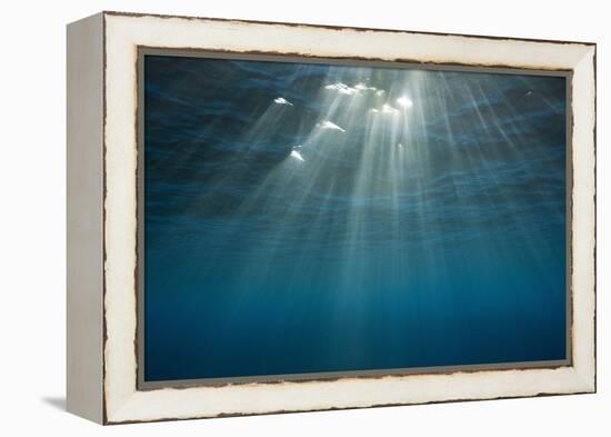 Sunbeams Filtering through the Ocean Surface-Reinhard Dirscherl-Framed Premier Image Canvas