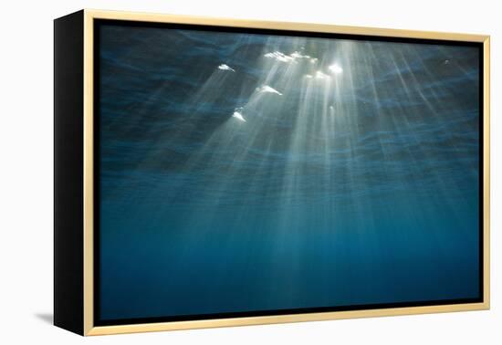 Sunbeams Filtering through the Ocean Surface-Reinhard Dirscherl-Framed Premier Image Canvas