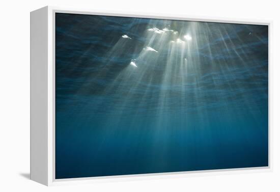 Sunbeams Filtering through the Ocean Surface-Reinhard Dirscherl-Framed Premier Image Canvas