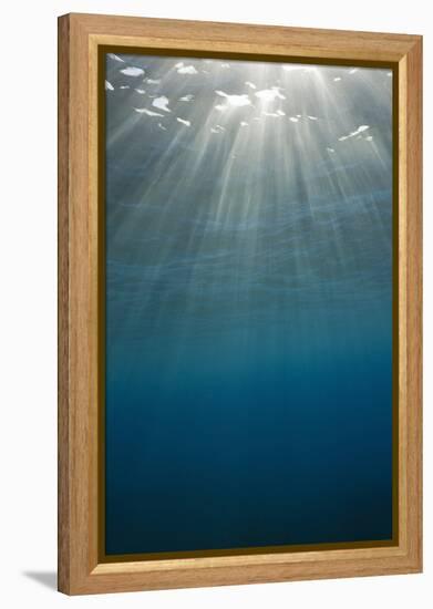 Sunbeams Filtering through the Ocean Surface-Reinhard Dirscherl-Framed Premier Image Canvas