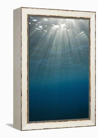 Sunbeams Filtering through the Ocean Surface-Reinhard Dirscherl-Framed Premier Image Canvas