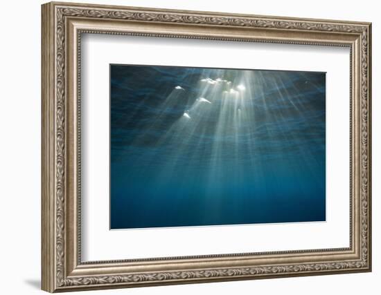 Sunbeams Filtering through the Ocean Surface-Reinhard Dirscherl-Framed Photographic Print