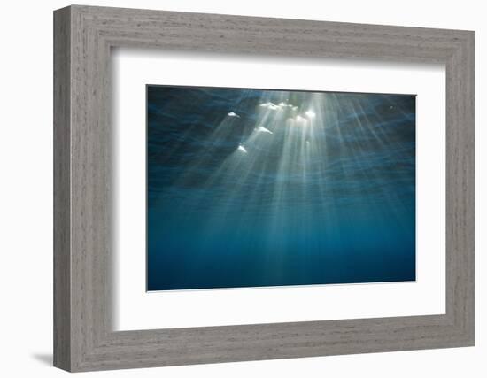 Sunbeams Filtering through the Ocean Surface-Reinhard Dirscherl-Framed Photographic Print