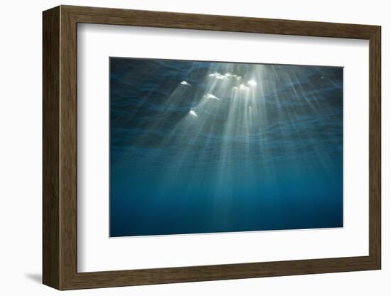 Sunbeams Filtering through the Ocean Surface-Reinhard Dirscherl-Framed Photographic Print