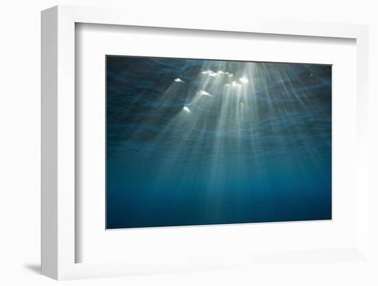 Sunbeams Filtering through the Ocean Surface-Reinhard Dirscherl-Framed Photographic Print