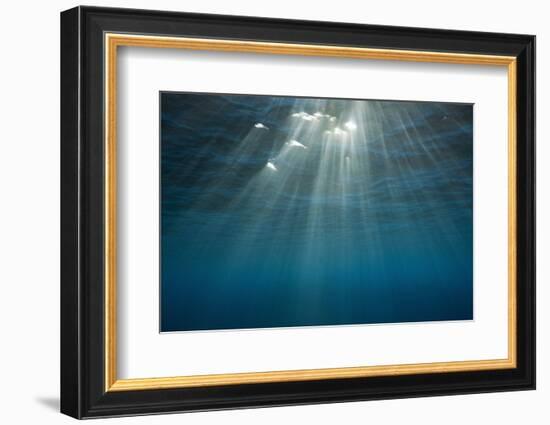 Sunbeams Filtering through the Ocean Surface-Reinhard Dirscherl-Framed Photographic Print