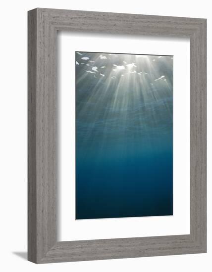 Sunbeams Filtering through the Ocean Surface-Reinhard Dirscherl-Framed Photographic Print