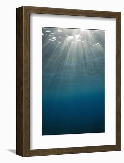 Sunbeams Filtering through the Ocean Surface-Reinhard Dirscherl-Framed Photographic Print