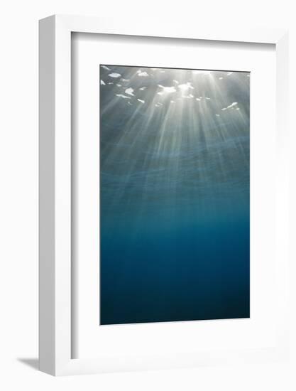 Sunbeams Filtering through the Ocean Surface-Reinhard Dirscherl-Framed Photographic Print