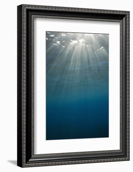 Sunbeams Filtering through the Ocean Surface-Reinhard Dirscherl-Framed Photographic Print