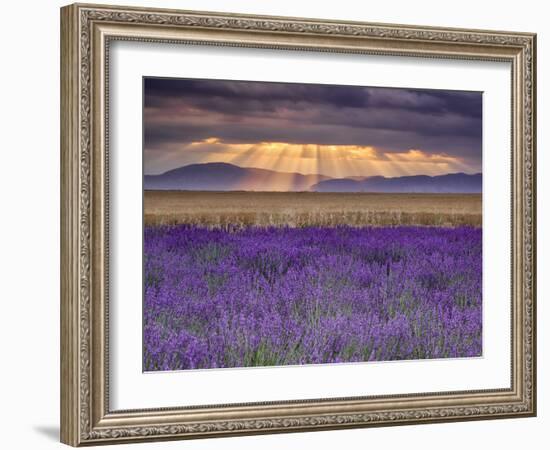 Sunbeams over Lavender-Michael Blanchette Photography-Framed Photographic Print