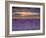 Sunbeams over Lavender-Michael Blanchette Photography-Framed Photographic Print