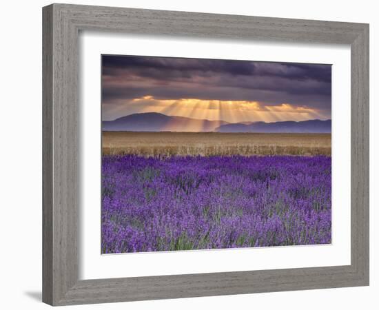 Sunbeams over Lavender-Michael Blanchette Photography-Framed Photographic Print