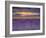 Sunbeams over Lavender-Michael Blanchette Photography-Framed Photographic Print