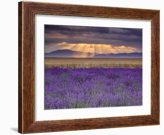 Sunbeams over Lavender-Michael Blanchette Photography-Framed Photographic Print