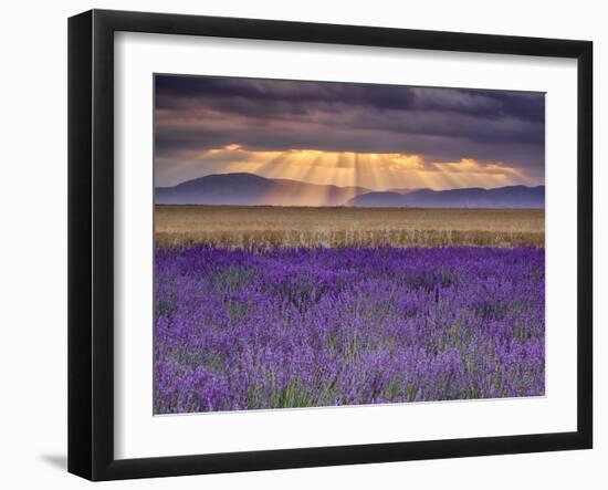 Sunbeams over Lavender-Michael Blanchette Photography-Framed Photographic Print