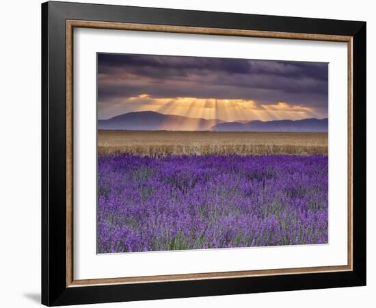 Sunbeams over Lavender-Michael Blanchette Photography-Framed Photographic Print