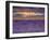 Sunbeams over Lavender-Michael Blanchette Photography-Framed Photographic Print