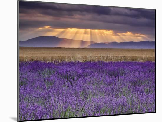 Sunbeams over Lavender-Michael Blanchette Photography-Mounted Photographic Print