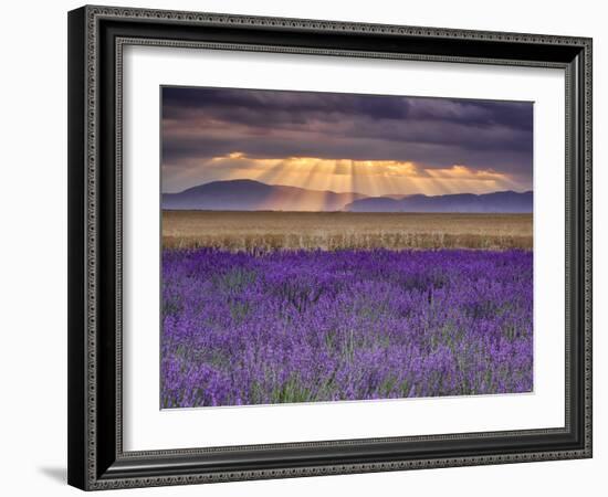 Sunbeams over Lavender-Michael Blanchette Photography-Framed Photographic Print