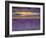 Sunbeams over Lavender-Michael Blanchette Photography-Framed Photographic Print