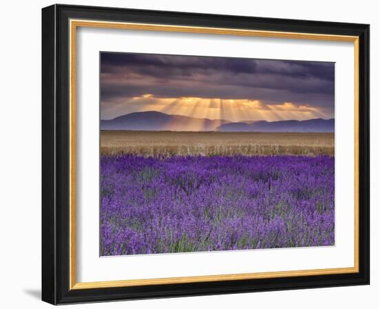 Sunbeams over Lavender-Michael Blanchette Photography-Framed Photographic Print