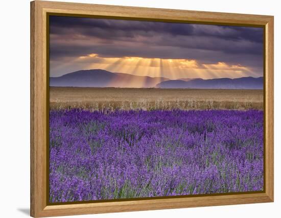 Sunbeams over Lavender-Michael Blanchette Photography-Framed Premier Image Canvas