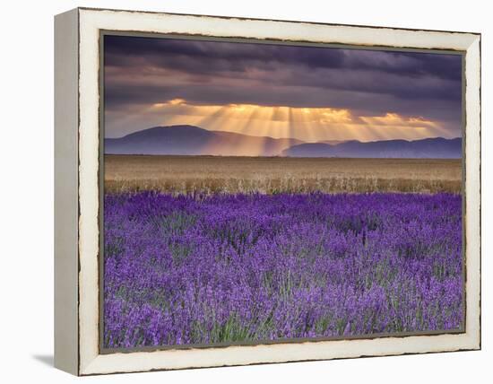 Sunbeams over Lavender-Michael Blanchette Photography-Framed Premier Image Canvas