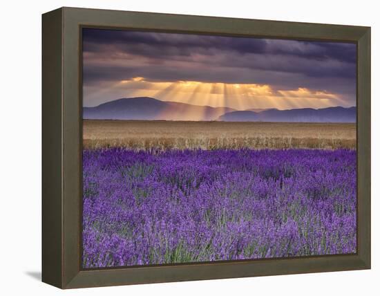 Sunbeams over Lavender-Michael Blanchette Photography-Framed Premier Image Canvas