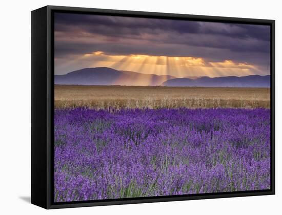 Sunbeams over Lavender-Michael Blanchette Photography-Framed Premier Image Canvas