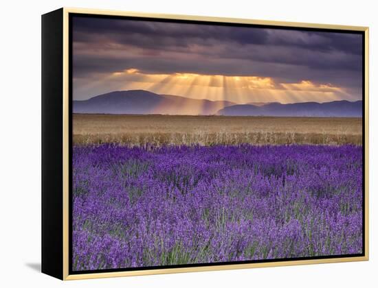 Sunbeams over Lavender-Michael Blanchette Photography-Framed Premier Image Canvas