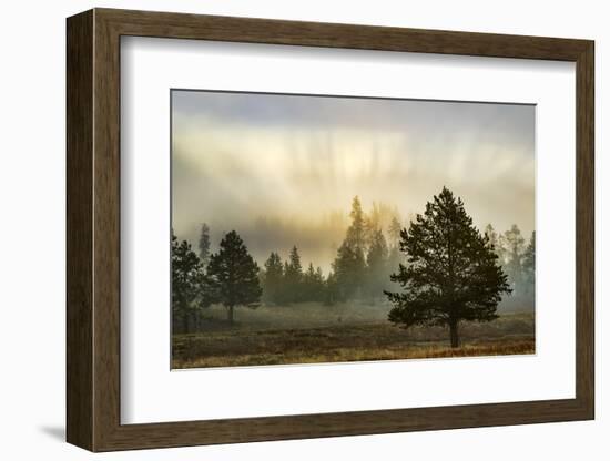 Sunbeams over trees, Midway Geyser Basin, Yellowstone National Park, Wyoming-Adam Jones-Framed Photographic Print