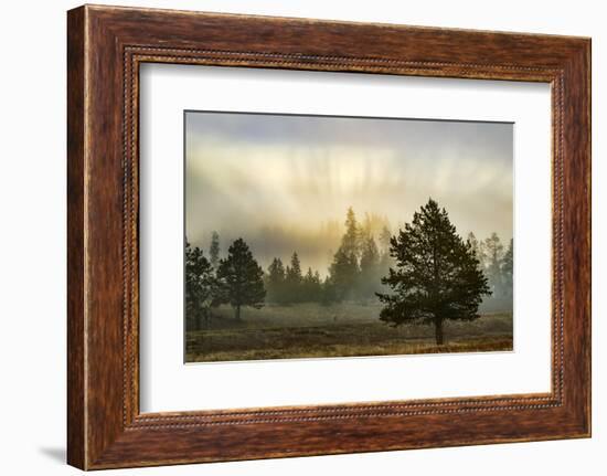 Sunbeams over trees, Midway Geyser Basin, Yellowstone National Park, Wyoming-Adam Jones-Framed Photographic Print