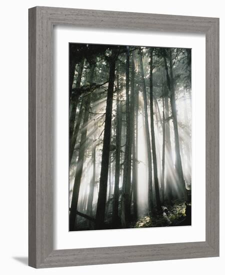 Sunbeams Streaming Through Trees, Mt. Rainier National Park, Washington, USA-Adam Jones-Framed Photographic Print