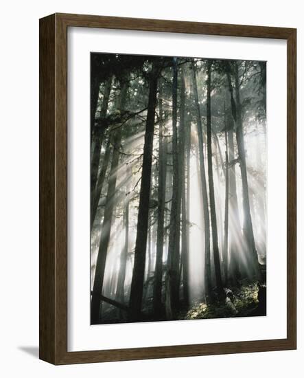 Sunbeams Streaming Through Trees, Mt. Rainier National Park, Washington, USA-Adam Jones-Framed Photographic Print