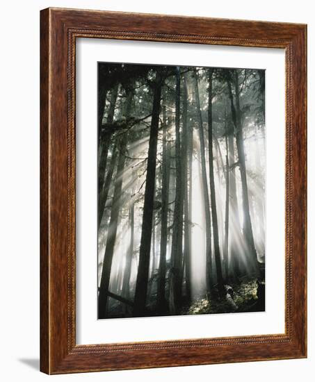 Sunbeams Streaming Through Trees, Mt. Rainier National Park, Washington, USA-Adam Jones-Framed Photographic Print