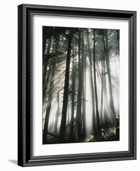 Sunbeams Streaming Through Trees, Mt. Rainier National Park, Washington, USA-Adam Jones-Framed Photographic Print