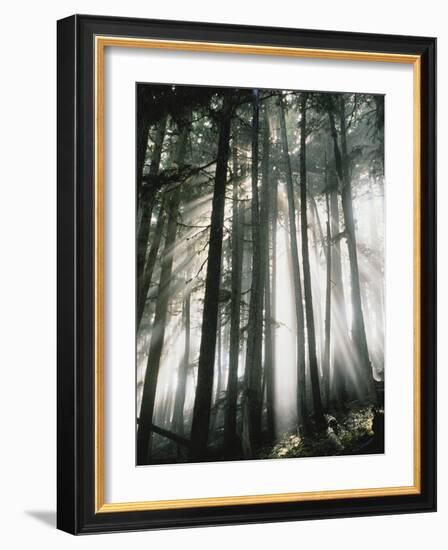 Sunbeams Streaming Through Trees, Mt. Rainier National Park, Washington, USA-Adam Jones-Framed Photographic Print