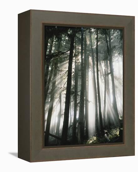 Sunbeams Streaming Through Trees, Mt. Rainier National Park, Washington, USA-Adam Jones-Framed Premier Image Canvas