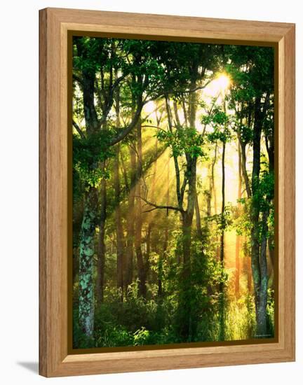 Sunbeams Through the Trees-null-Framed Premier Image Canvas